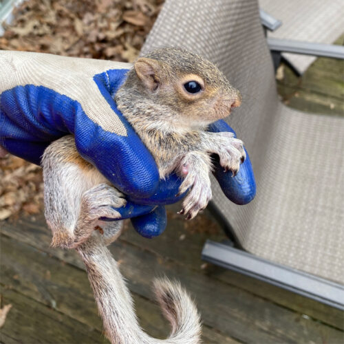 Holding a Squirrel With Safety Gear